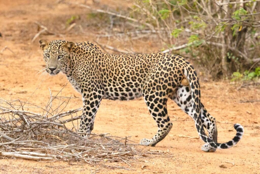 Leopard Sightings and Attacks in Pune