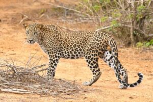 Leopard Sightings and Attacks in Pune