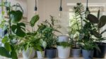 8 Houseplants to Boost Health, Attracting Wealth, and Enhancing Happiness in Your Home
