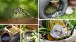 PMC Issues Dengue and Chikungunya Alert in Pune, Urges Residents to Prevent Mosquito Breeding