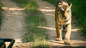 top 10 tiger safaris in India