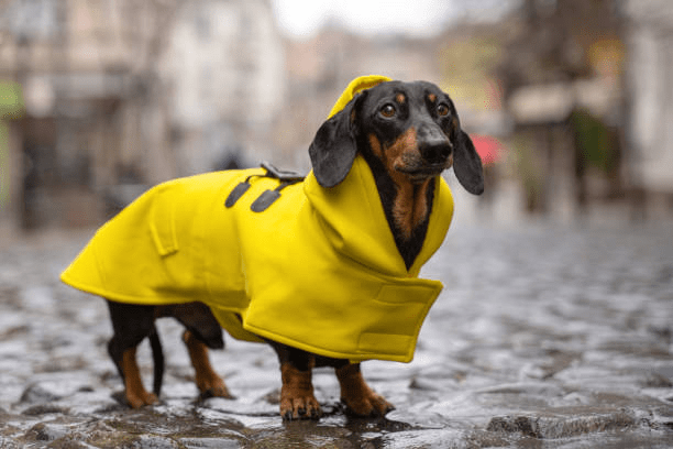 Preparing for the monsoon: A comprehensive 7-point checklist for ensuring safety and enjoyment