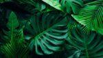Monstera Plant Benefits: Here are 6 reasons why you must grow this plant in the house