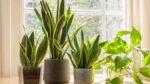 Snake Plant Benefits: 7 ways this indoor plant improves quality of life