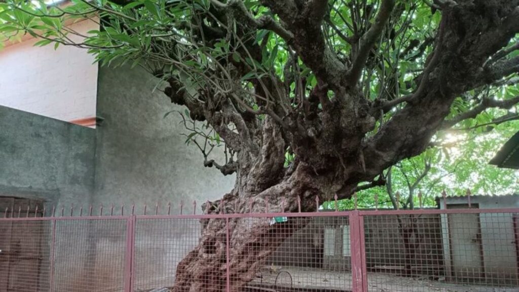Oldest tree in Pune