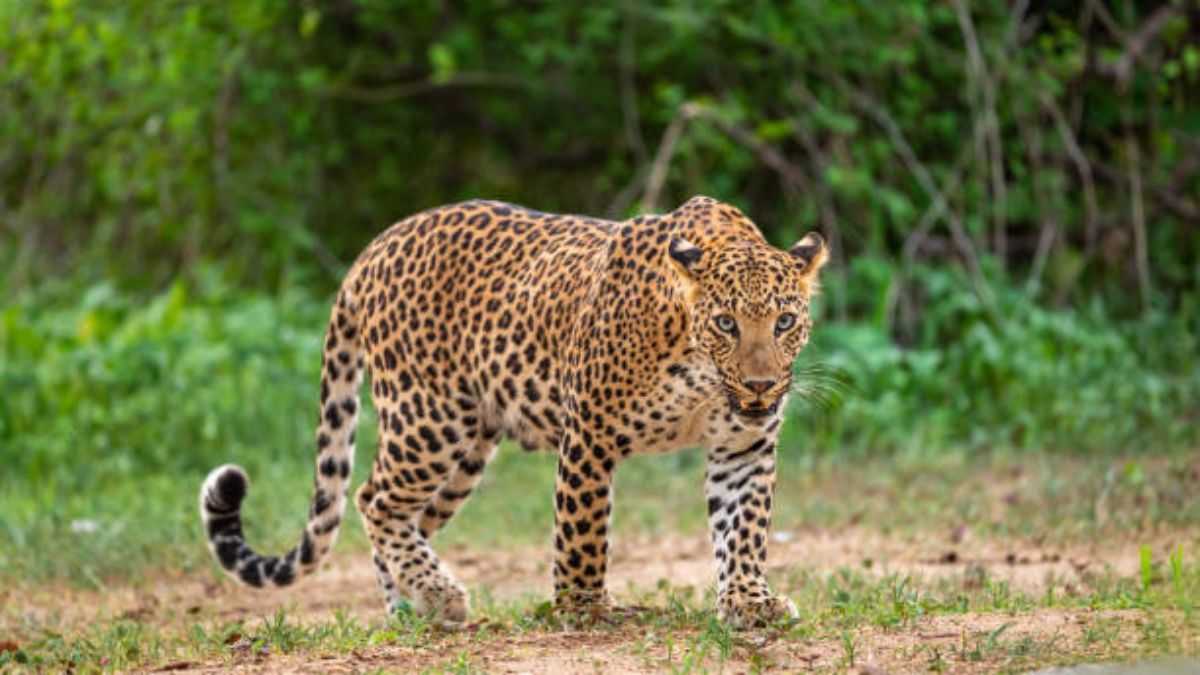 Leopard Sighting Triggers Fear in Kharghar Hills