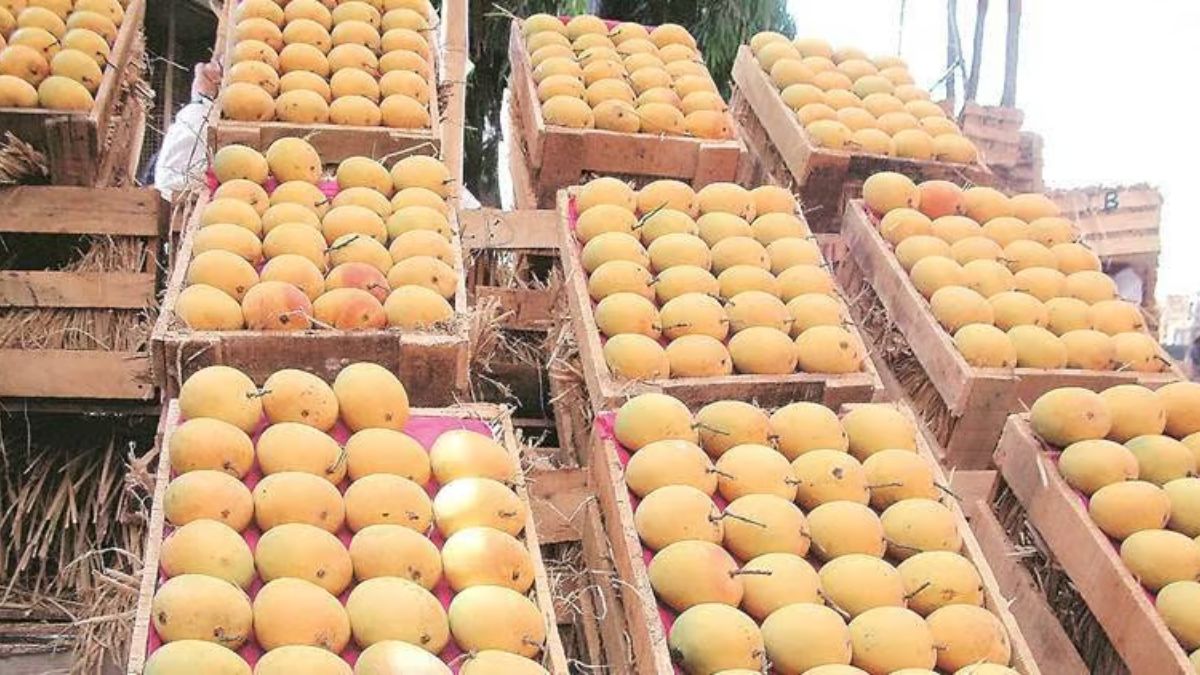 Pune: Karnataka Mangoes Fill Market Gap As Alphonso Season Nears End In Konkan
