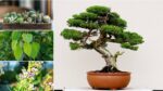 These Seven Plants Can Cause Problems in Your House, Vaastu Warns