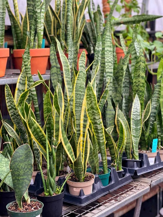 8 Reasons Why Snake Plant Is a Must for Home and Garden