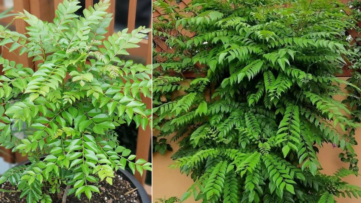 Grow Lush Green Curry Leaves at Home