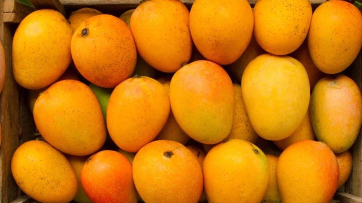 APMC Mango Festival Pune