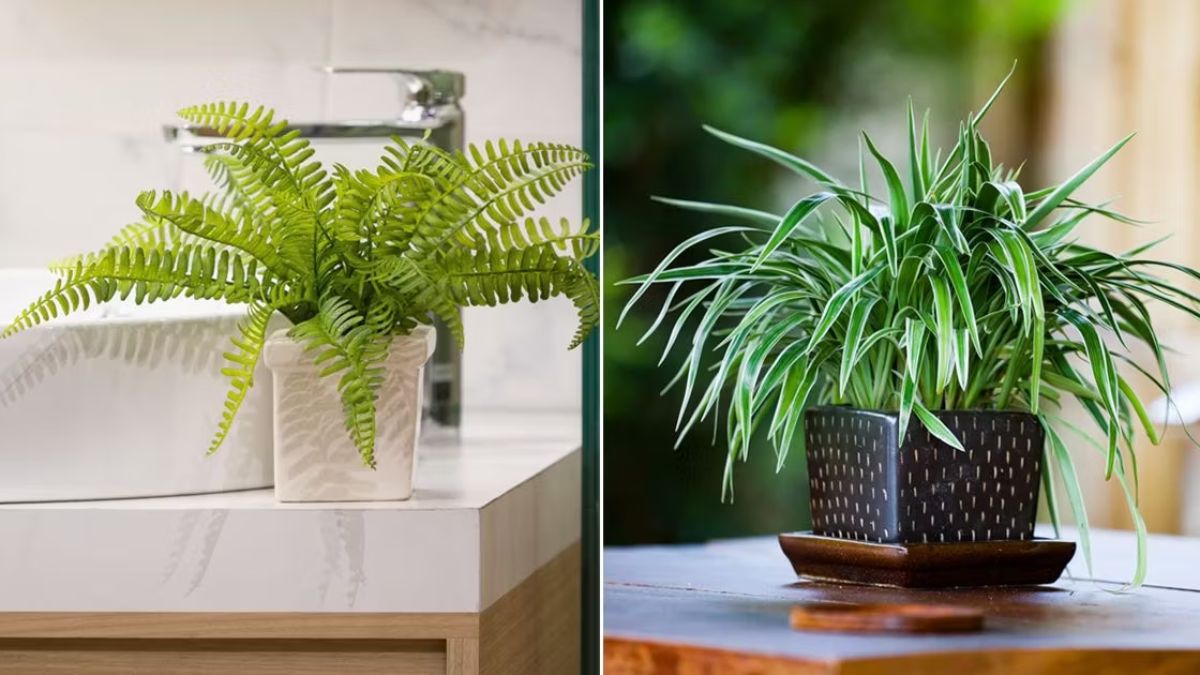 Air-purifying indoor plants