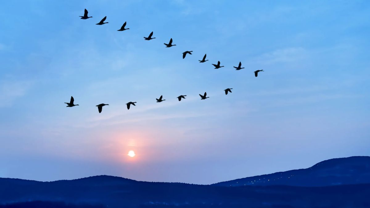 Birds fly in V formation