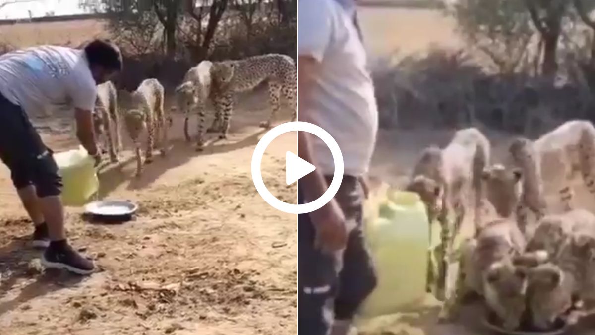 Cheetah Responds to Human Commands