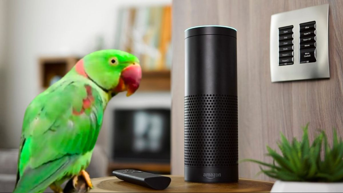 Parrot Orders Amazon Items