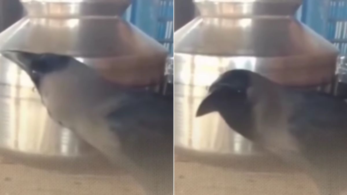 Talking crow in Maharashtra