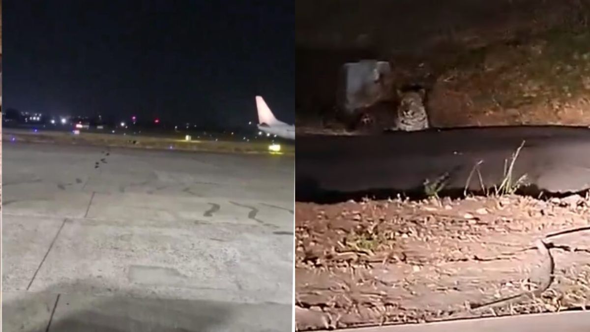 leopard spotted on Pune Airport runway