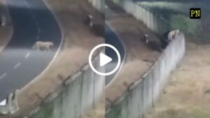 Pune airport leopard search