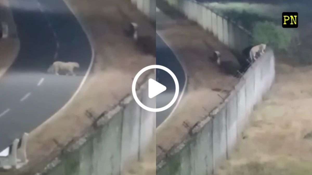 Pune airport leopard search