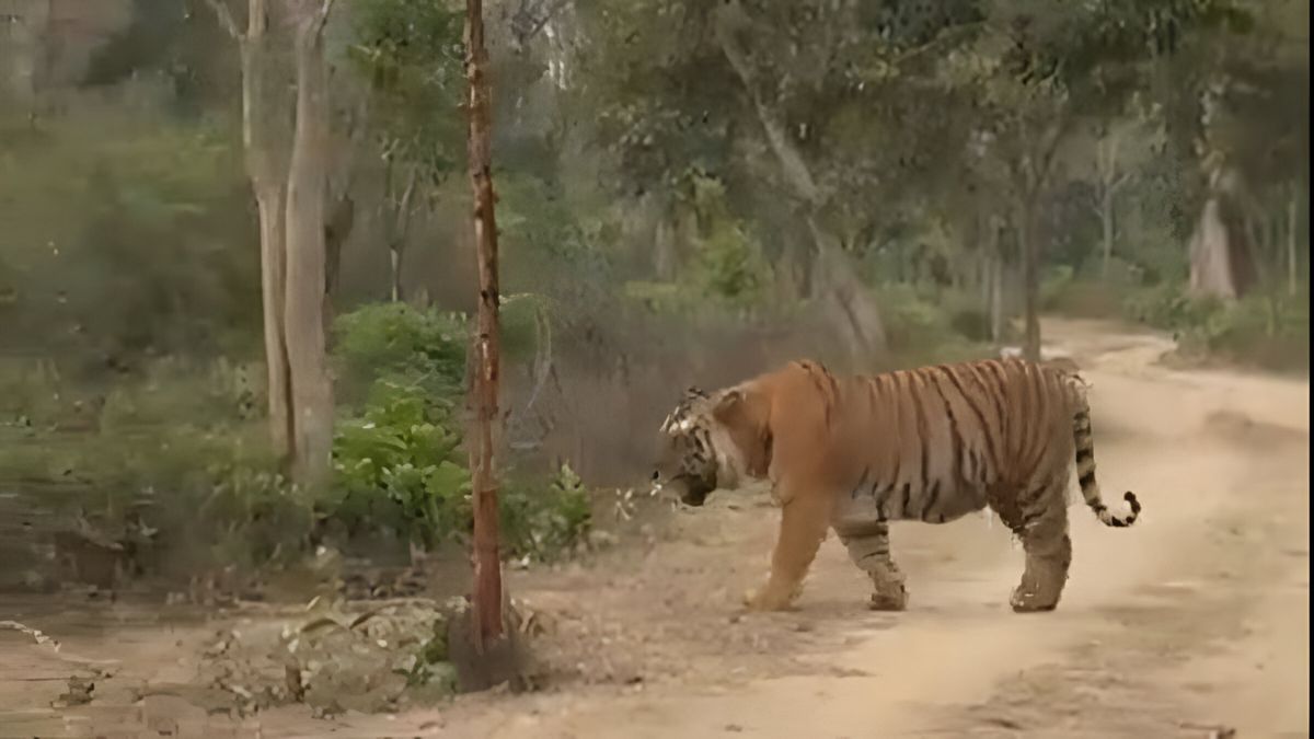 Massive ‘Hercules’ Tiger in Spotted in Uttarakhand May Be Asia’s Largest, Sparks Global Buzz