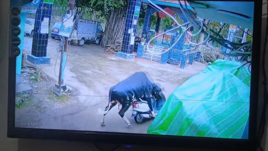सांड ने चलाई स्कूटी
