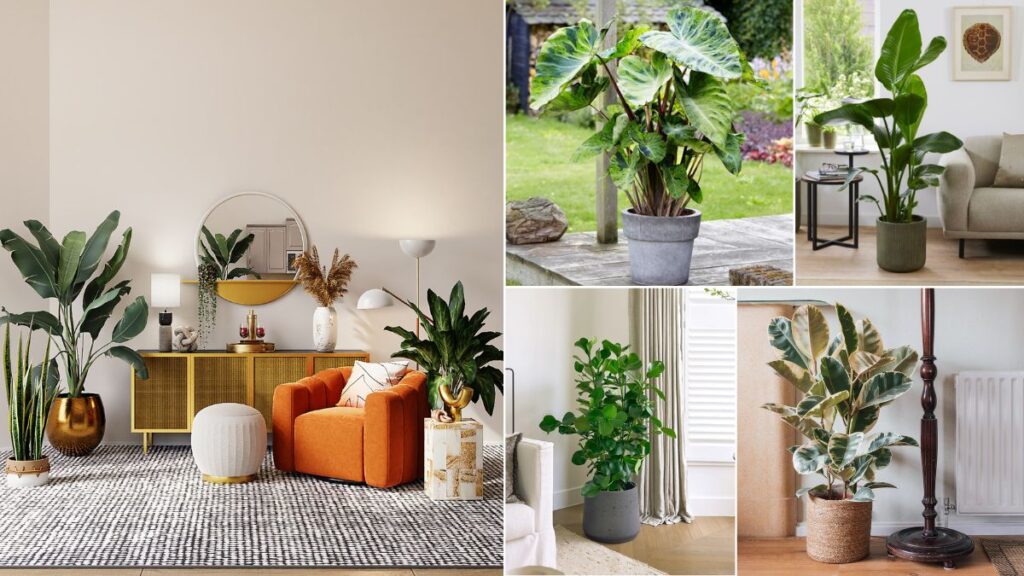 Big-Leaf Indoor Plants for Home
