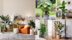 5 Lush Big-Leaf Indoor Plants That Bring Tropical Charm to Your Living Room