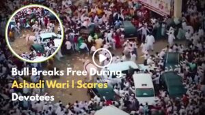 Bull Goes Wild During Ashadi Wari