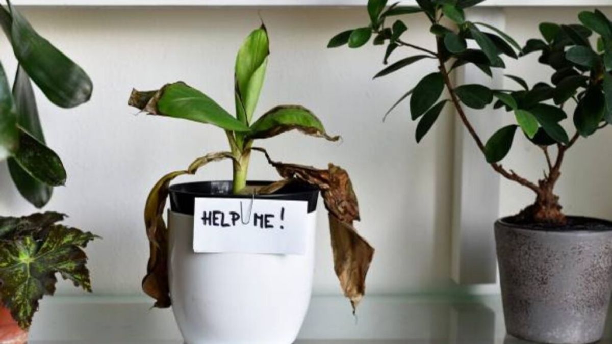 Dying Indoor Plants Home Energy