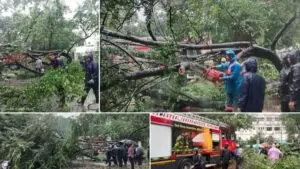 Pune: Disaster Averted as Fallen Tamarind Tree Near DY Patil Medical College Quickly Cleared by Fire Brigade