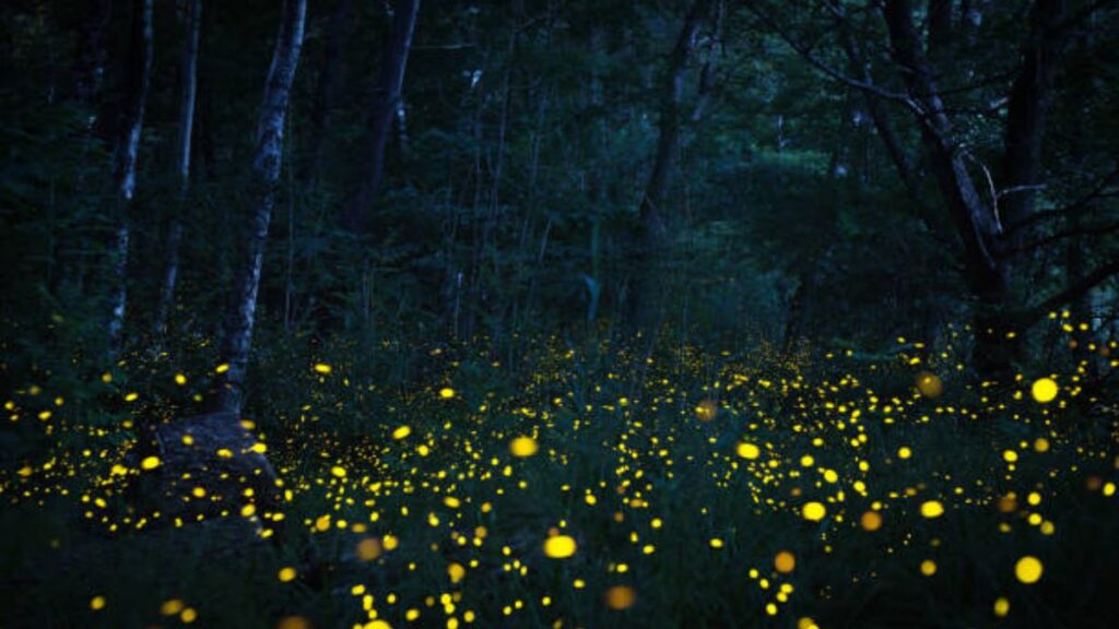Top 5 Places in Maharashtra to Witness the Mesmerizing Dance of Fireflies in Monsoon