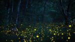 Top 5 Places in Maharashtra to Witness the Mesmerizing Dance of Fireflies in Monsoon