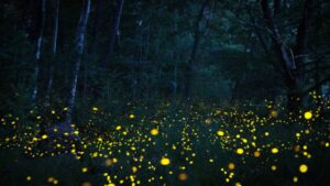 Top 5 Places in Maharashtra to Witness the Mesmerizing Dance of Fireflies in Monsoon