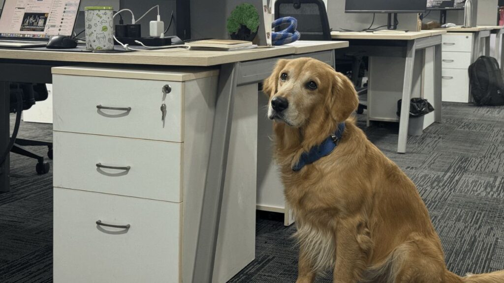 Golden Retriever Chief Happiness Officer