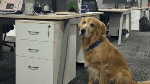 Golden Retriever Chief Happiness Officer