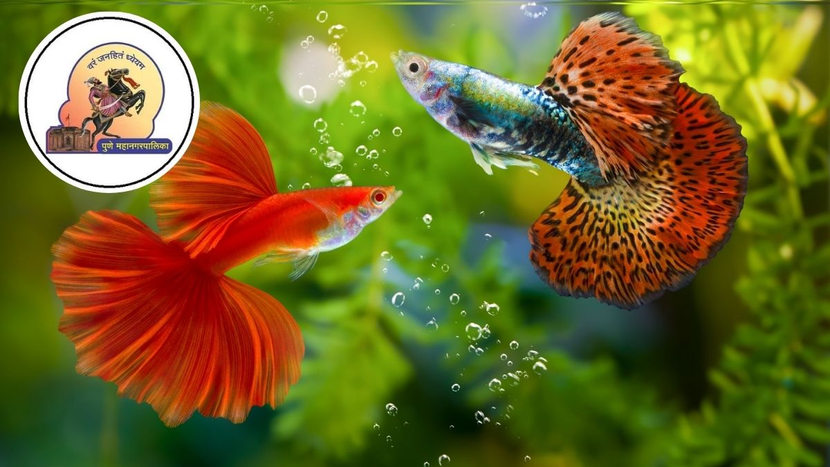Pune: PMC Advocates Breeding Guppy Fish in Flower Pots, Fountains and Lotus Ponds at Home to Combat Dengue and Malaria