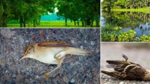 The Mystery of Jatinga: The Indian Village Where Birds Commit Mass Suicide