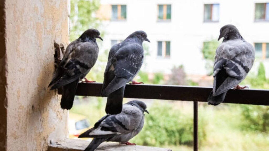 Keep pigeons away