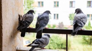 Keep pigeons away