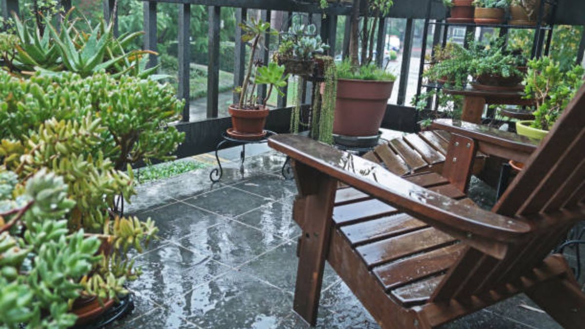 Monsoon plant care