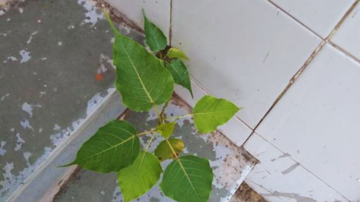 Why Should You Immediately Removal a Peepal Plant Growing in Balcony or Walls - This Kitchen Ingredient Will Do the Job