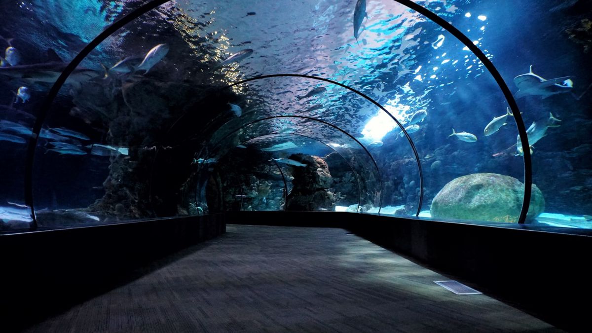 India’s Largest Tunnel-Style Aquarium to Open in Hyderabad – Walk Underwater with Sharks & Marine Life