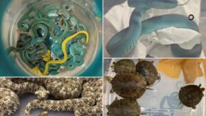 Mumbai Customs Busts Major Wildlife Smuggling Racket, Seizes 52 Exotic Reptiles