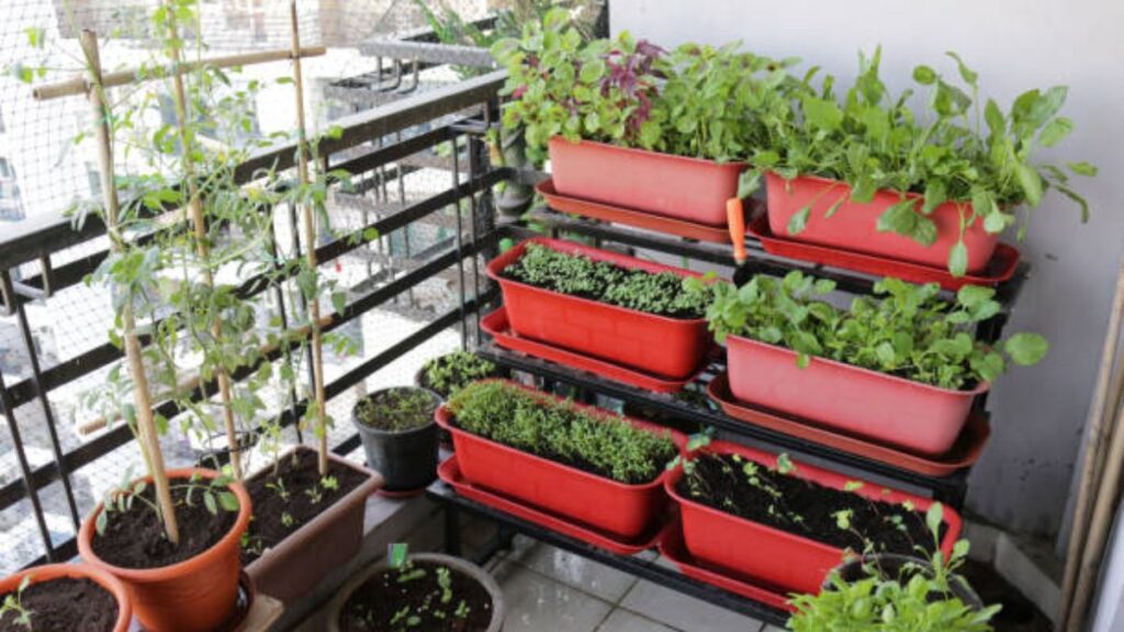 Monsoon Magic: The Perfect Time to Start Your Kitchen Garden at Home 1 kitchen garden at home