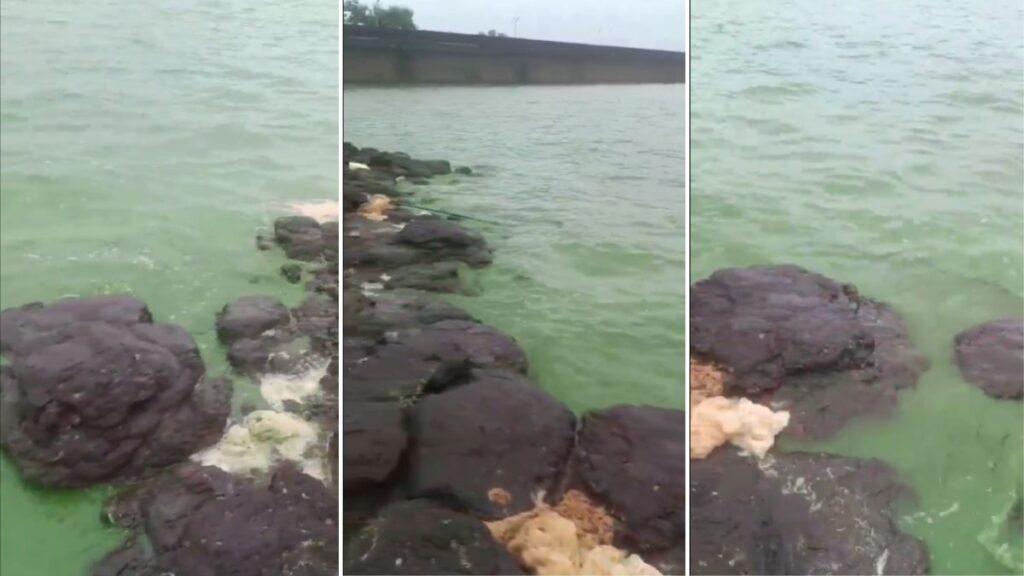 Pune: Bhatghar Dam Water Turns Green, Sparks Concerns – Samples Sent for Testing 1 Bhatghar Dam water turns green