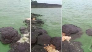 Bhatghar Dam water turns green