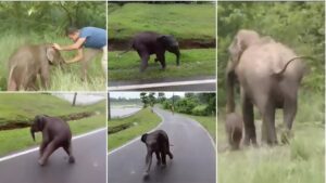Elephant calf rescue Kaziranga