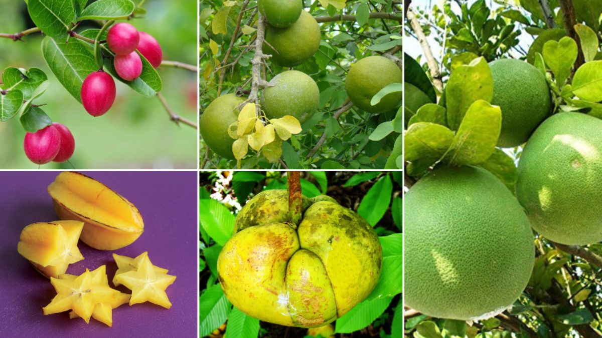 Forgotten fruits of India