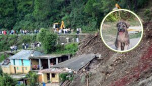 Heroic dog saves lives in Himachal landslide