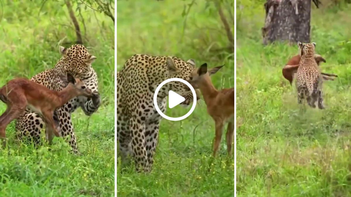 Leopard protects deer fawn